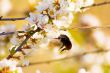 Bee and flower