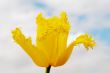 Yellow tulips