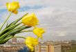 Yellow tulips