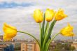 Yellow tulips