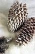 Pine Cones in Snow