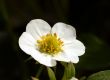 Strawberry Flower