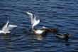 seagulls are eating and fighting in water