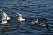 seagulls are eating and fighting in water