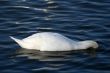 white swan is diving in to water