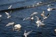 lot of seagull and swans in the water of gulf