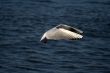 seagull is in flight and blue water