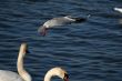 seagull is in flight and heads of two swans