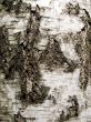 Birch bark