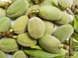 Crop of young unripe almonds nuts