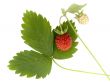 Wild strawberry