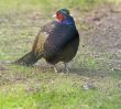 Pheasant