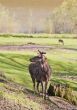 Brood buck