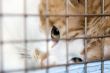 Cat looking through the bars of his cage