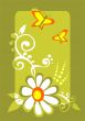 butterflies and chamomile