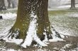 Snow on a tree trunk