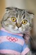 Cat in Olympic dress