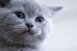 British little blue kitten