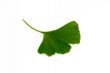 Ginkgo leaf