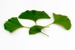 Ginkgo biloba leafs