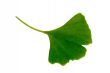 Ginkgo biloba leaf