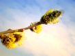 pussy willow