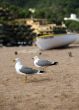 Seagulls on a coast