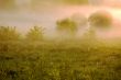 Pink fog