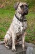 Sitting boxer