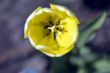 Close-up shot of the stamen of a yellow tulip