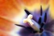 lose-up shot of the stamen of a red tulip