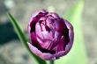 Close-up shot of the stamen of a rose tulip