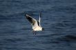 seagull is in flight and blue water