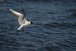 seagull is in flight and blue water