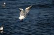 seagull is in flight and blue water