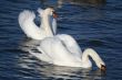 Graceful couple of white swans on a water of lake