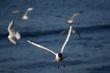 lot of white beautiful seagulls above water fliying