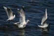 lot of white beautiful seagulls above water fliying