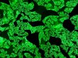abstract background