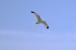 Seagull Flying