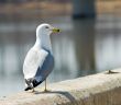 Single Seagull