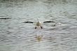 Pelican Landing