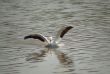 Pelican
