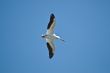 Flying Pelican