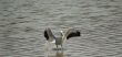 Pelican Landing in Water