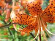 tiger lilies