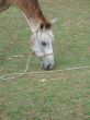 horse eating grass