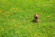 Maltese,dandelions