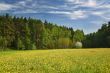 Wood,dandelions,blooming_ tree