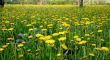 yellow dandelions